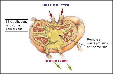 [ Interior of a lymph node ]